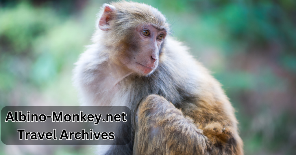 Albino-Monkey.net Travel Archives